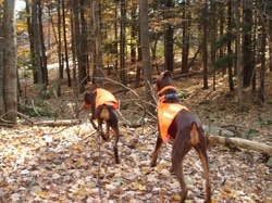 Dog Training Outdoor Woods